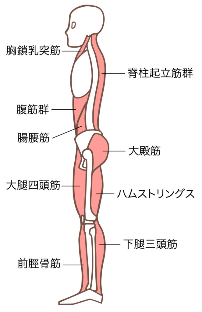 マッサージガンで股関節を柔らかく！効果的な使い方とおすすめ商品を紹介